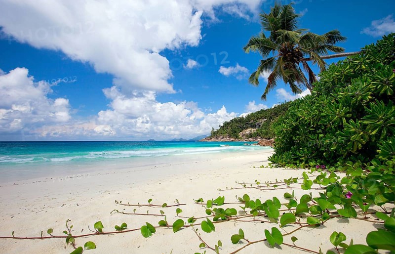 La Digue, Palm tree beach, Seychelles, Indian Ocean, Palm trees, La Digue, Indian Ocean, Seychelles, Africa