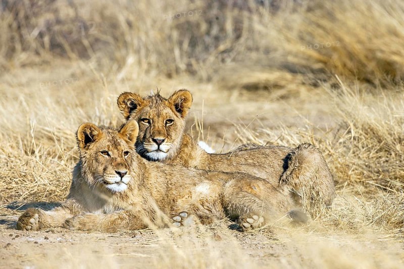 Two female Kalahari lions resting, Panthera leo vernayi), Kalahari, South Africa, Africa