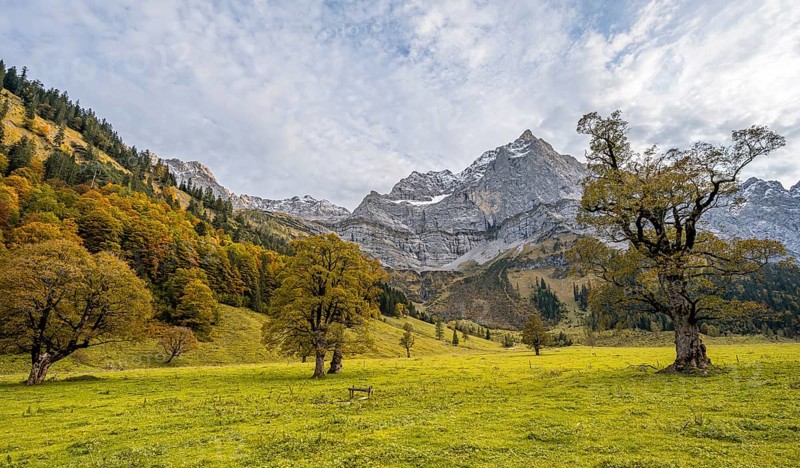 Maple tree with autumn leaves, autumn landscape in RiÃŸtal with Spritzkarspitze, GroÃŸer Ahornboden, Engalpe, Eng, municipality of HinterriÃŸ, Karwendel Mountains, Alpenpark Karwendel, Tyrol, Austria, Europe
