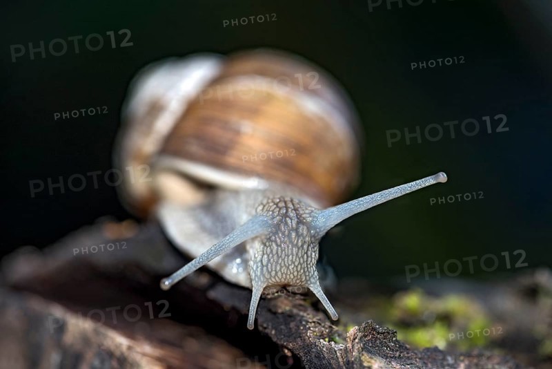 Burgundy snail (Helix pomatia) crawling over dead wood, Hesse, Germany, Europe