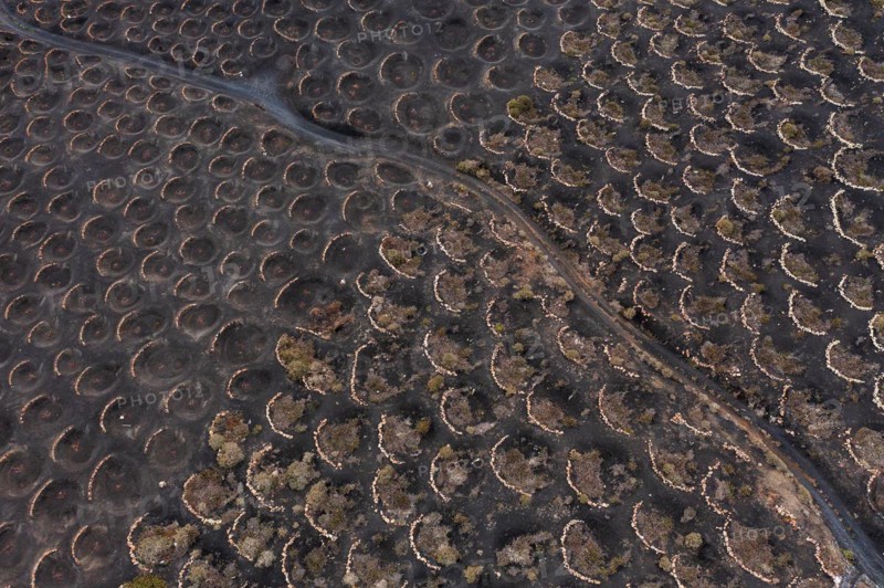 Grapevines growing in black volcanic soil in protected enclosed pits, La Geria, Lanzarote, Canary Islands, Spain, Europe