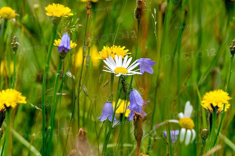 Flowering marguerite (Leucanthemum), colourful flowers and grasses in a wild, natural flower meadow, Germany, Europe