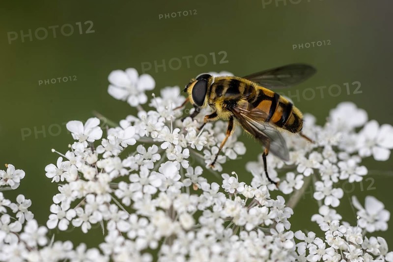 Common cone hoverfly (Myathropa floria), Emsland, Lower Saxony, Germany, Europe