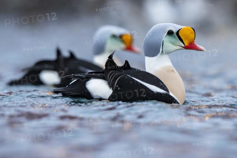 King eider (Somateria spectabilis), male, Batsfjord, Batsfjord, Varanger Peninsula, Finnmark, Northern Norway, Norway, Europe
