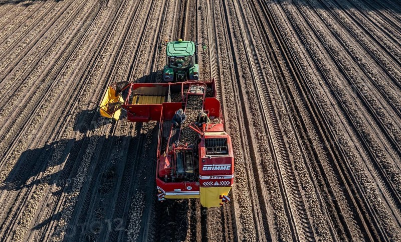Potato harvesting, so-called split harvesting method, first the tubers are taken out of the ground with a row planter, then, after a short drying phase, collected with a bunker harvester and loaded, North Rhine-Westphalia, Germany, Europe