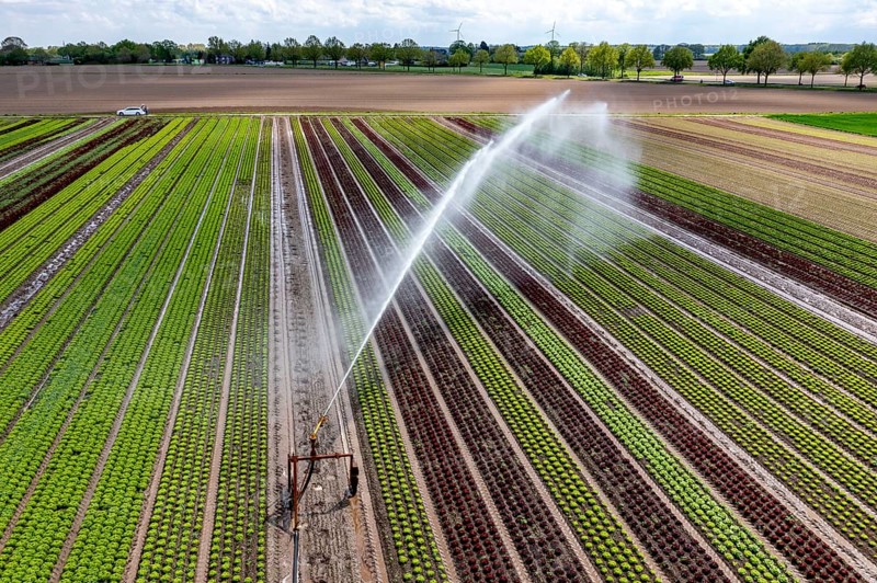 A field is artificially irrigated, water is sprayed onto the field via an irrigation system, field with different lettuce plants, in different stages of growth, North Rhine-Westphalia, Germany, Europe