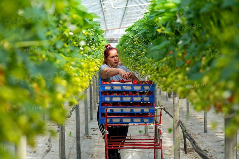 Harvesting strawberries, harvest helper, strawberry cultivation in the greenhouse, young strawberry plants grow up, in different stages of ripeness are watered individually by drip irrigation and supplied with nutrients, they grow in a substrate culture in raised beds, near Dormagen, Rhineland, North Rhine-Westphalia, Germany, Europe