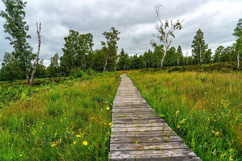 Bohlenweg, in the Struffelt nature reserve, near Roetgen-Rott, part of the Eifelsteig long-distance hiking trail, Hohes Venn-Eifel nature park Park, North Rhine-Westphalia, Germany, Europe