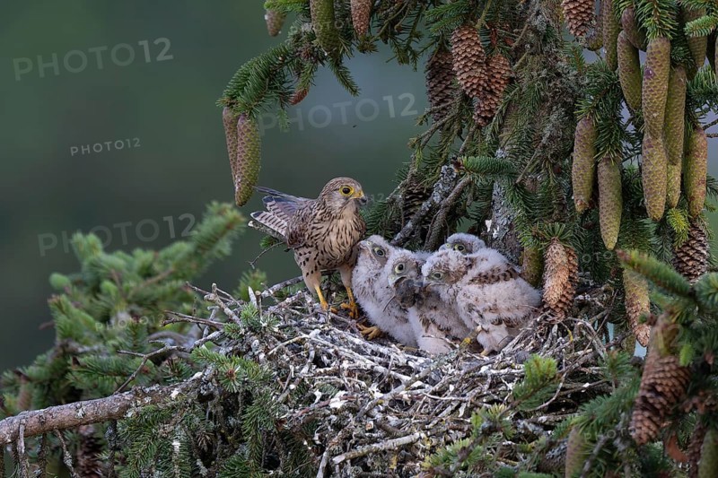 Common kestrel (Falco tinnunculus) at the nest with young birds, Daun, Eifel, Rhineland-Palatinate, Germany, Europe