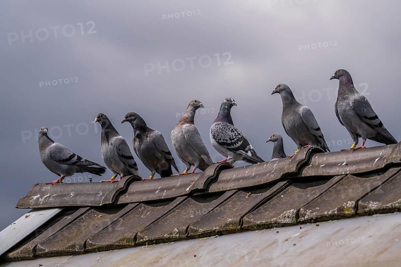 Carrier pigeons, on a pigeon loft, pigeon fancier, Mülheim, North Rhine-Westphalia, Germany, Europe