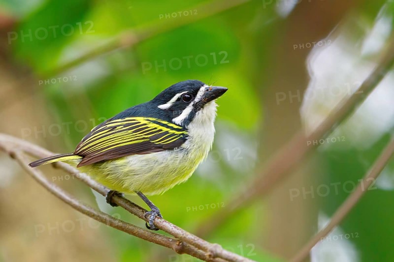 Yellow-rumped Tinkerbird, (Pogoniulus bilineatus), Barbion a croupion jaune, Barbudito culigualdo, iSimangaliso Wetland Park, St. Lucia, KwaZulu-Natal, South Africa, Africa