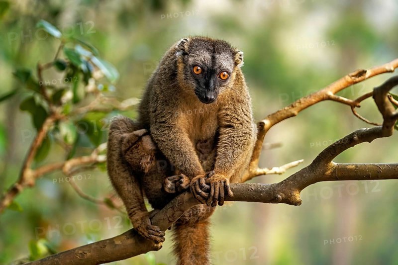 Southern red-fronted brown lemur (Eulemur rufifrons) with baby at Lemur Island near Andasibe, Moramanga, Alaotra-Mangoro, Madagascar, Africa