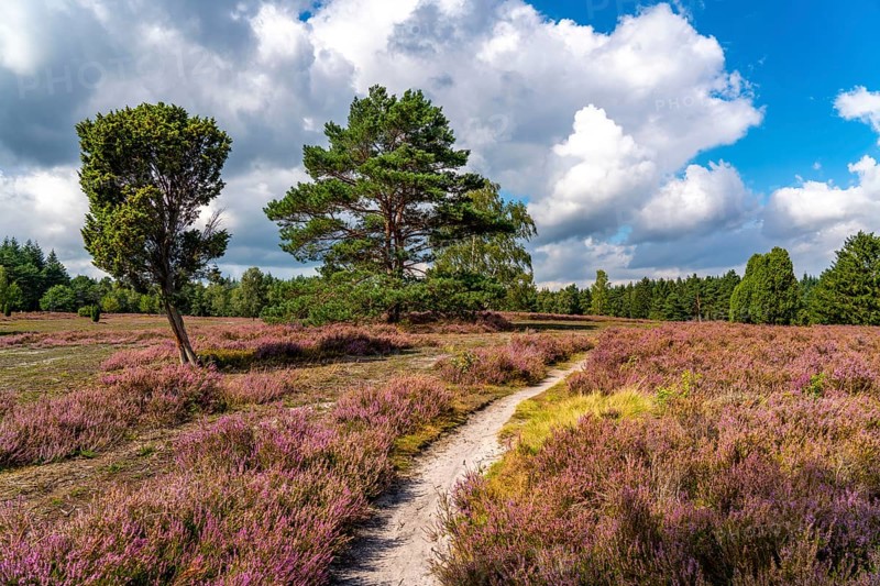 Heather blossom of the heather, in the Büsenbach valley, Lüneburg Heath nature reserve, Lower Saxony, Germany, Europe
