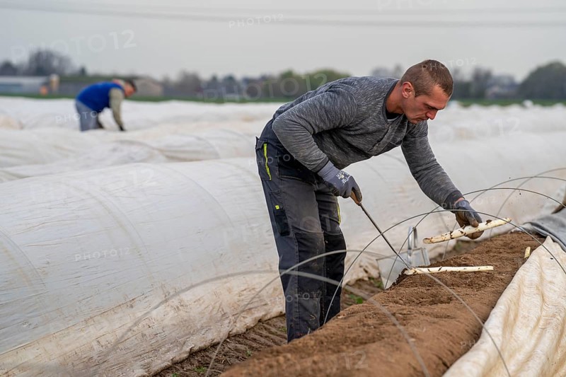 Asparagus harvest in the Rhineland, asparagus pickers at work in an asparagus field covered with plastic sheeting to allow the asparagus to grow better in the cold spring, Dormagen-Broich, North Rhine-Westphalia, Germany, Europe