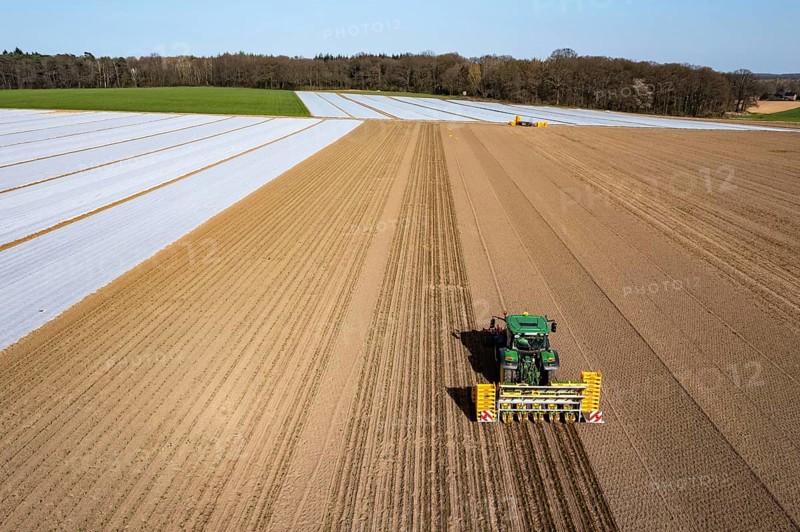 Vegetable cultivation, celery plants are planted in the field with a planting machine, Niederkrüchten, North Rhine-Westphalia, Germany, Europe