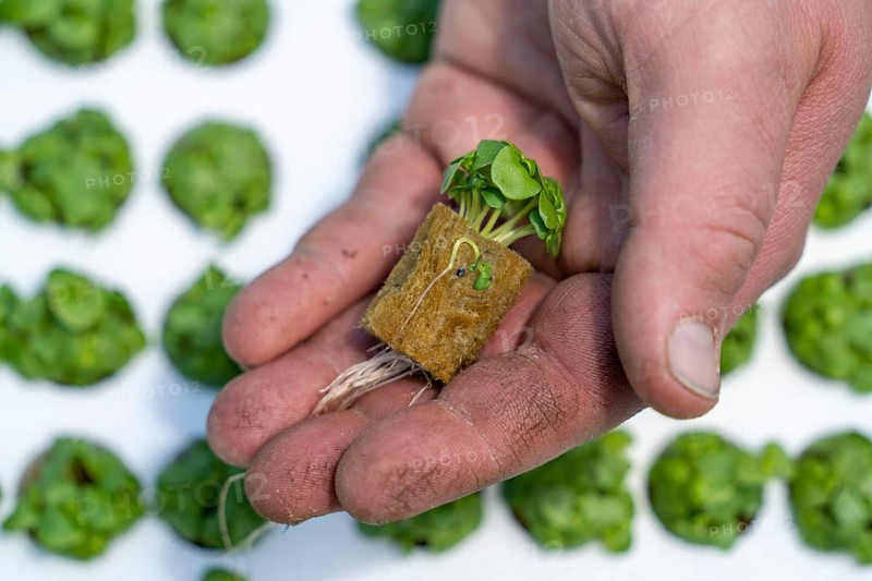 Agriculture, herb gardening, basil young plants, in pressed pots, with growing soil and nutrients, are planted in beds in a greenhouse