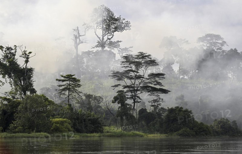 Fog over the rainforest along the Sangha River, Dzanga-Sangha Complex of Protected Areas (DSPAC), Sangha-Mbaéré Prefecture, Central African Republic, Africa