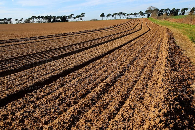 Lines in field brown soil ready for cultivation, Shottisham, Suffolk, England, UK