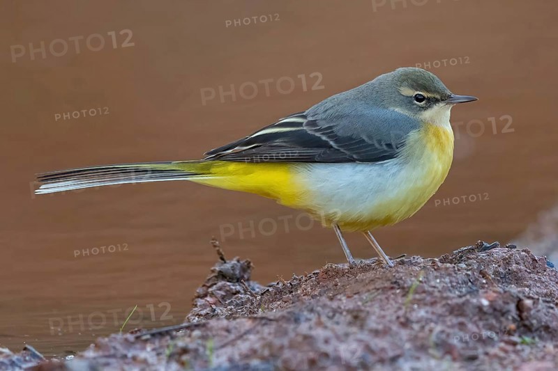 Grey wagtail (Motacilla cinerea), Bergeronnette des ruisseaux, Lavandera Cascadena, mountain wagtail, songbird species, Slovenska Bistrica area, Slovenska Bistrica, Podravska, Slovenia, Europe