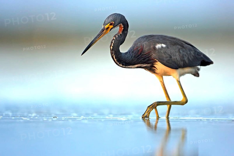 Tricolored heron (Egretta tricolor), foraging, Ft. De Soto Park, Sanibel Island, Florida, USA, North America