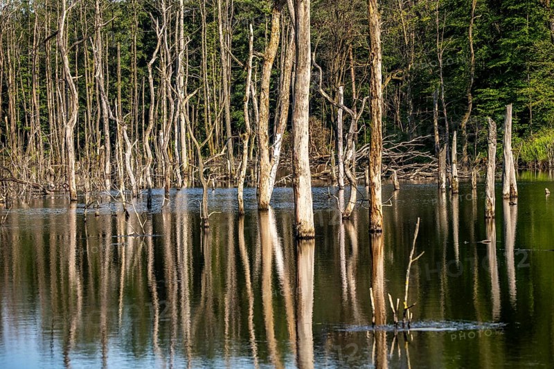 The Pfingstsee in the Kirchheller Heide, near the Heidhof, in the nature reserve Kirchheller Heide, created by subsidence caused by coal mining, Bottrop, dead trees, North Rhine-Westphalia, Germany, Europe