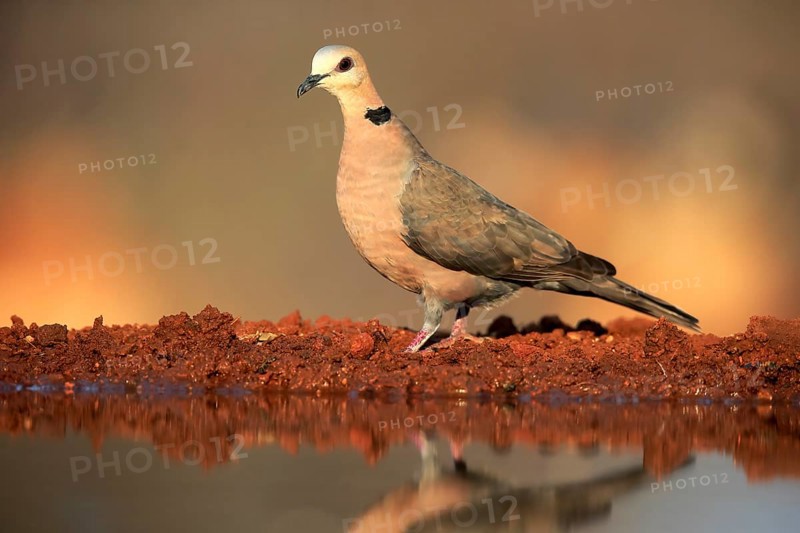 Red-eyed dove (Streptopelia semitorquata), Red-eyed Dove adult, at the water, Kruger National Park, Kruger National Park, Krugerpark, South Africa, Africa
