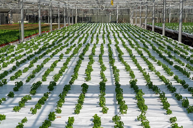 Agriculture, herb nursery, basil seedlings, growing in a greenhouse