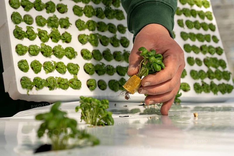 Agriculture, herb gardening, basil young plants, in pressed pots, with growing soil and nutrients, are planted in beds in a greenhouse