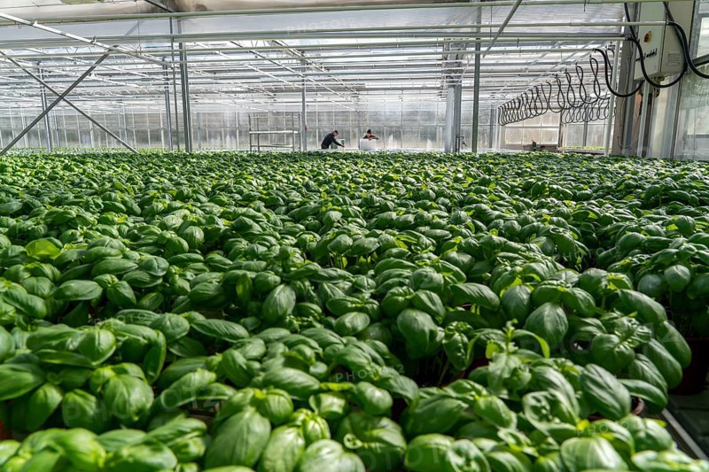 Agriculture, herb gardening, basil plants in pots, in a greenhouse