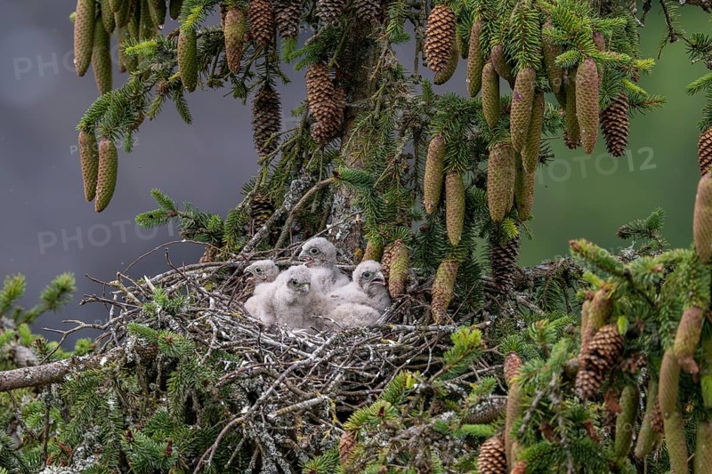 Common kestrel (Falco tinnunculus), young birds not yet ready to fly in the nest, Rhineland-Palatinate, Germany, Europe