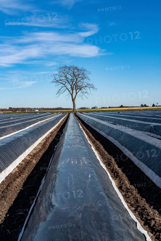 Agriculture on the Lower Rhine, early season, asparagus cultivation in spring, under plastic sheeting, foil tunnel, asparagus field, landscape under plastic sheeting, Walbeck, town of Geldern, North Rhine-Westphalia, Germany, Europe