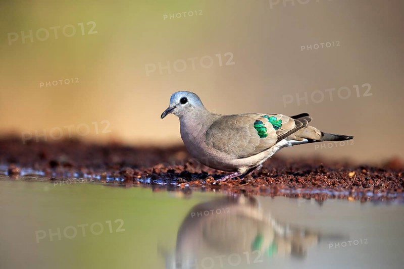 Emerald-spotted wood dove (Turtur chalcospilos), adult, at the water, Kruger National Park, Kruger National Park, Krugerpark, South Africa, Africa