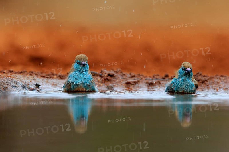 Angolan butterfly finch (Uraeginthus angolensis), blue-eared butterfly finch, adult, two birds, at the water, bathing, Kruger National Park, Kruger National Park, Krugerpark, South Africa, Africa