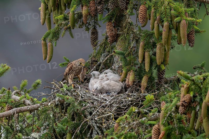 Common kestrel (Falco tinnunculus), female adult bird, bringing a mouse to the nest of young birds not yet ready to fly, Rhineland-Palatinate, Germany, Europe