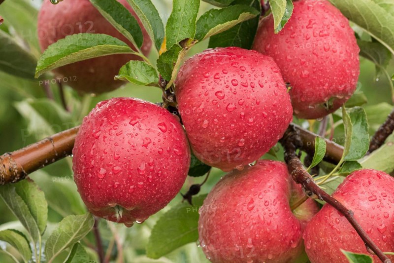 Malus domestica 'Braeburn', Schneider, Cambridge Botanical Garden, Germany, Europe