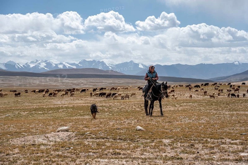 Traditional shepherd on horse with flock of sheep, plateau near Kumtor, Kara-Say, Tian Shan, Kyrgyzstan, Asia