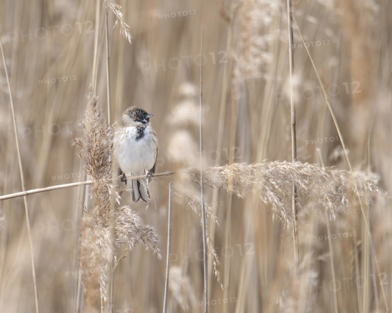 Reed bunting (Emberiza schoeniclus), reed bunting, sitting in the reeds on a branch that runs across the picture, looking to the right, Dortmund, Phönixsee, Germany, Europe