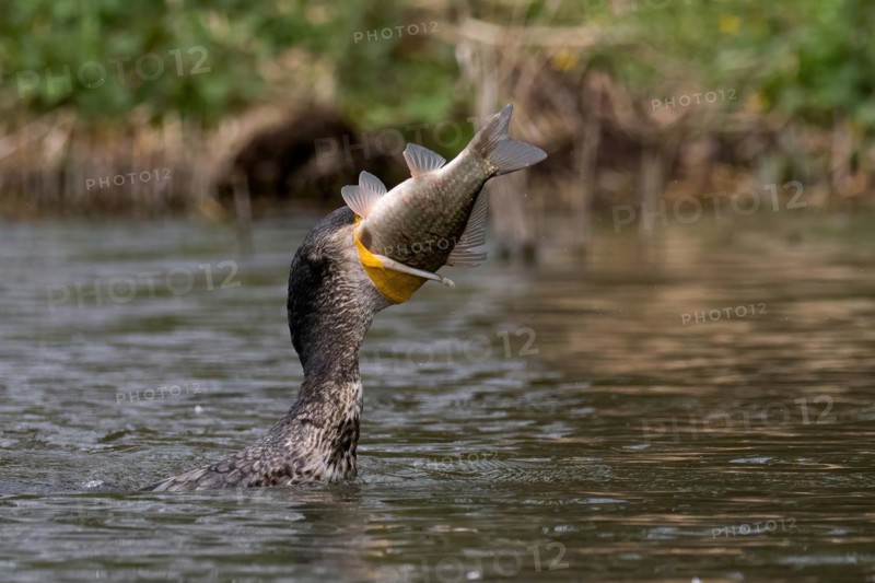 A great cormorant (Phalacrocorax carbo) devours a perch, Hesse, Germany, Europe
