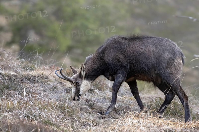 Chamois (Rupicapra rupicapra) feeding, Austria, Upper Austria, Totes Gebirge, Europe