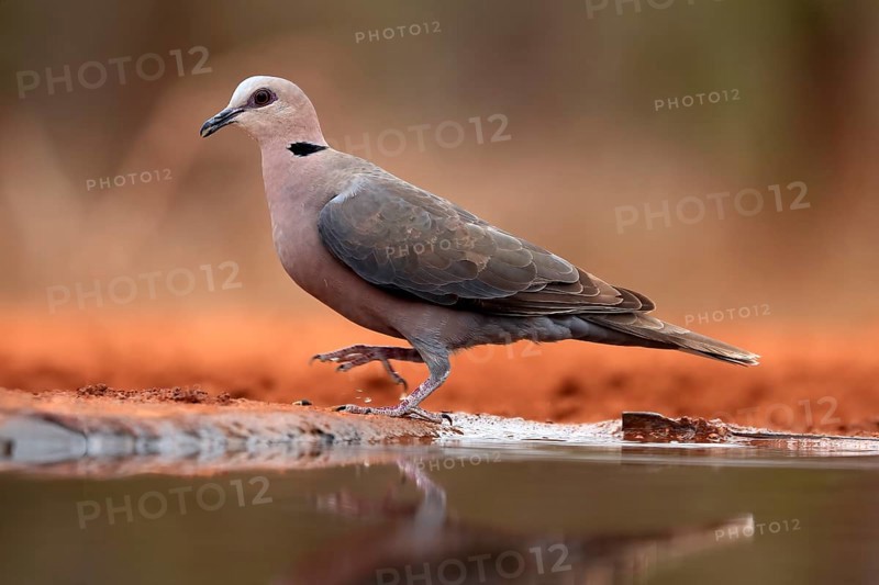 Red-eyed dove (Streptopelia semitorquata), Red-eyed Dove adult, at the water, Kruger National Park, Kruger National Park, Krugerpark, South Africa, Africa