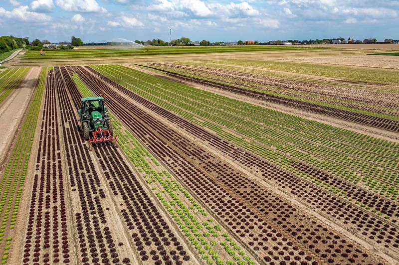 Farmer working a field with different heads of lettuce, in different stages of growth, weeds are mechanically removed between the lettuces, North Rhine-Westphalia, Germany, Europe
