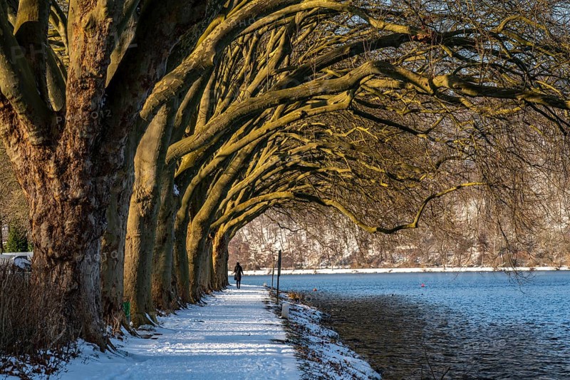 Winter, snowy landscape, winter walk at Lake Baldeney, plane tree avenue, lakeside path, at Haus Scheppen, Essen, North Rhine-Westphalia, Germany, Europe