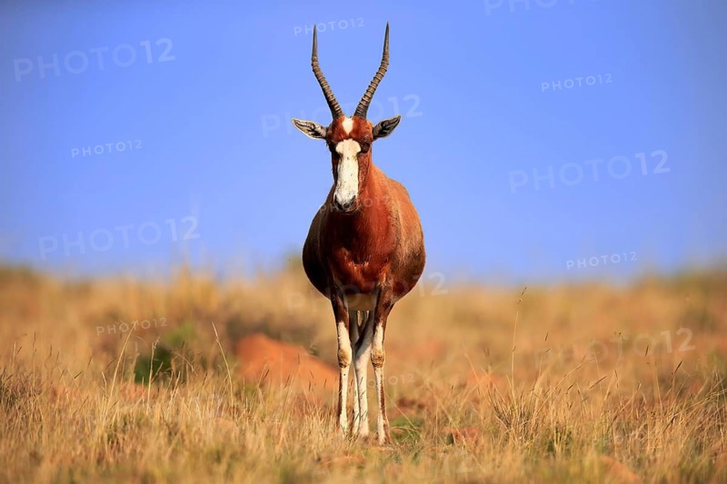 Bontebok (Damaliscus pygargus), adult, alert, foraging, Mountain Zebra National Park, South Africa, Africa