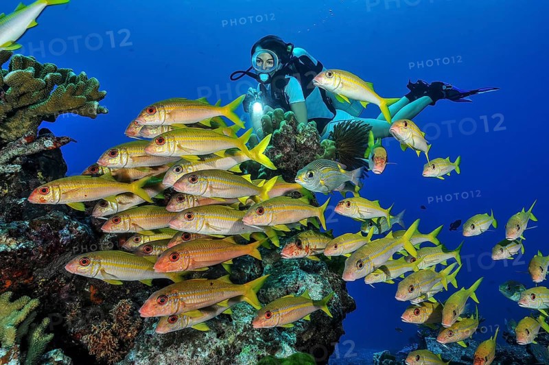 Diver Diver looking at yellowfin goatfish (Mulloidichthys vanicolensis) Yellowtail mullet, Pacific Ocean, Indo-Pacific, Andaman Sea, Similan Islands, Thailand, Asia