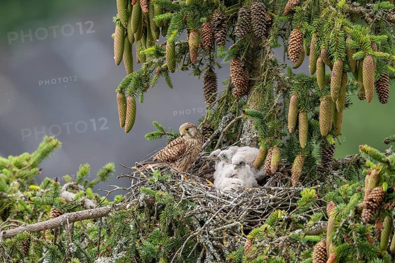 Common kestrel (Falco tinnunculus), female adult bird with young birds not yet ready to fly in the nest, Rhineland-Palatinate, Germany, Europe