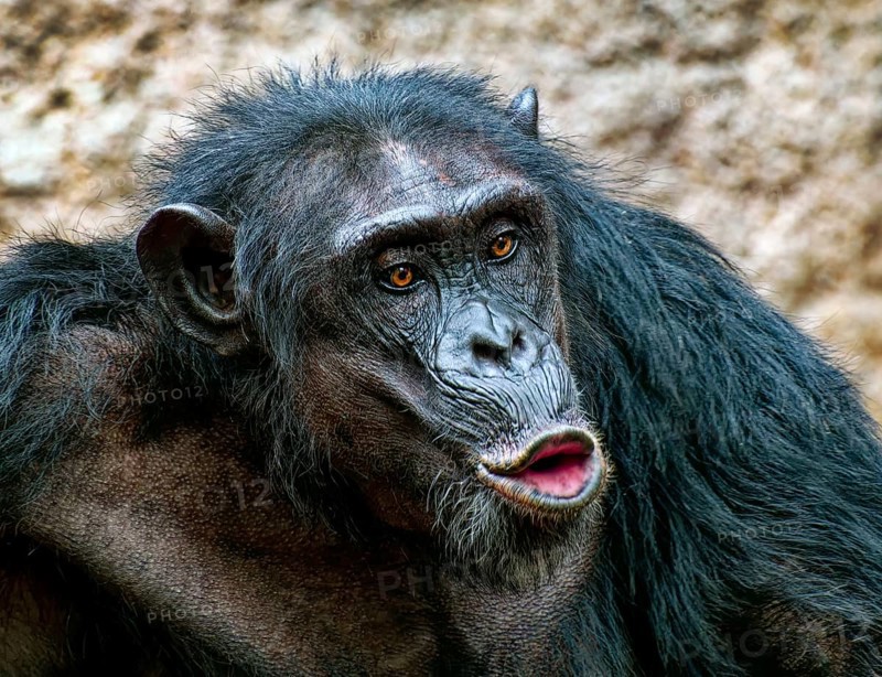 Animal portrait, excitedly calling western chimpanzee (Pan troglodytes verus), captive, distribution central and western Africa