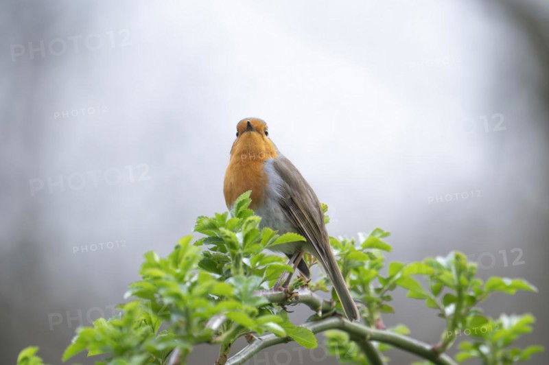 European robin (Erithacus rubecula) on curved branch with freshly sprouted green leaves in spring, looking forwards into the sky, background light blurred, Rombergpark, Dortmund, Ruhr area, Germany, Europe