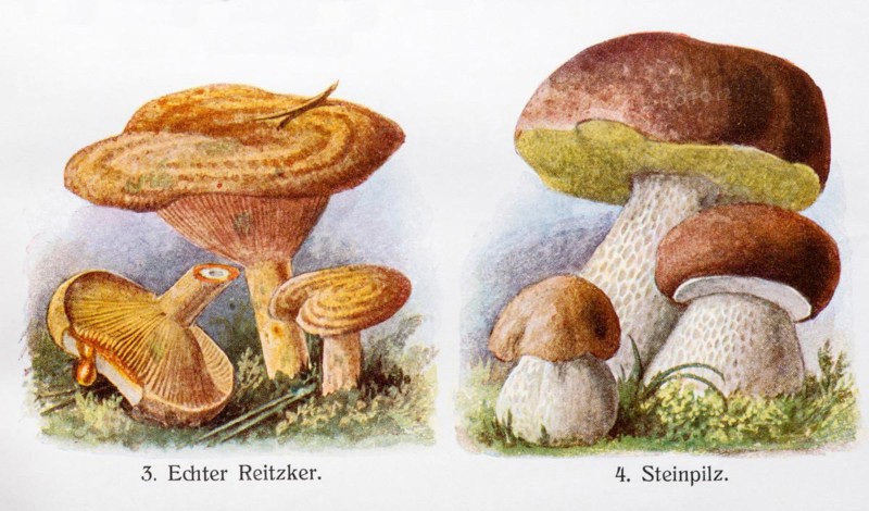 Drawings of edible mushrooms, the real mushroom (Lactarius deliciosus) or Edel-Reizker, pine blood king bolete (Boletus edulis), also spruce boletus, gentleman's mushroom, noble mushroom or Dobernickel, young and old fruiting bodies, colour chromolithography, lithography, detailed historical colour plate, illustration from Otto Schmeil, textbook of botany, 28th ed. old fruiting bodies, coloured chromolithography, lithography, lithograph, detailed historical colour plate, illustration from Otto Schmeil, Lehrbuch der Botanik, 28th edition, 1911, Germany, Europe