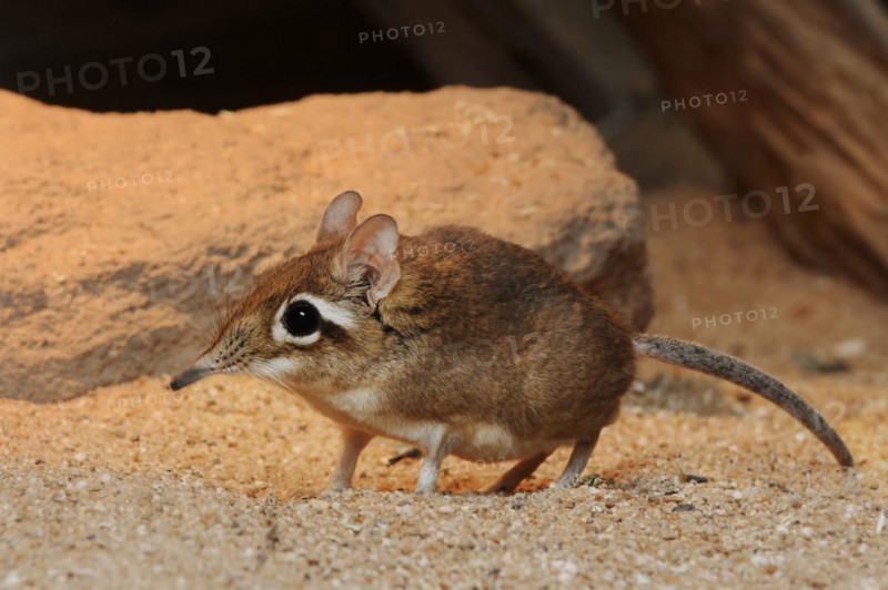 Red-brown elephant shrew or red-brown trunked shrew (Galegeeska rufescens, Elephantulus rufescens), captive, occurring in East Africa