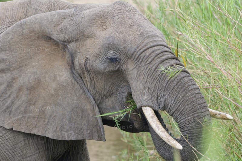 African bush elephant (Loxodonta africana), adult, feeding on reeds in the bed of the Olifants River, head close-up, Kruger National Park, South Africa, Africa